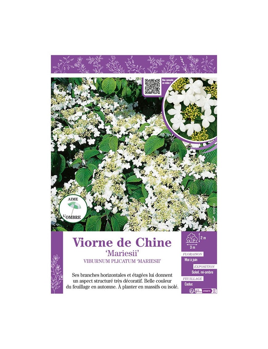 VIBURNUM PLICATUM MARIESII voir VIORNE DE CHINE