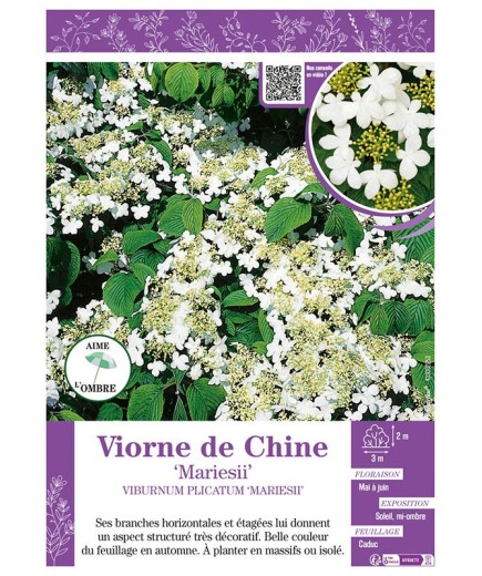 VIBURNUM PLICATUM MARIESII voir VIORNE DE CHINE