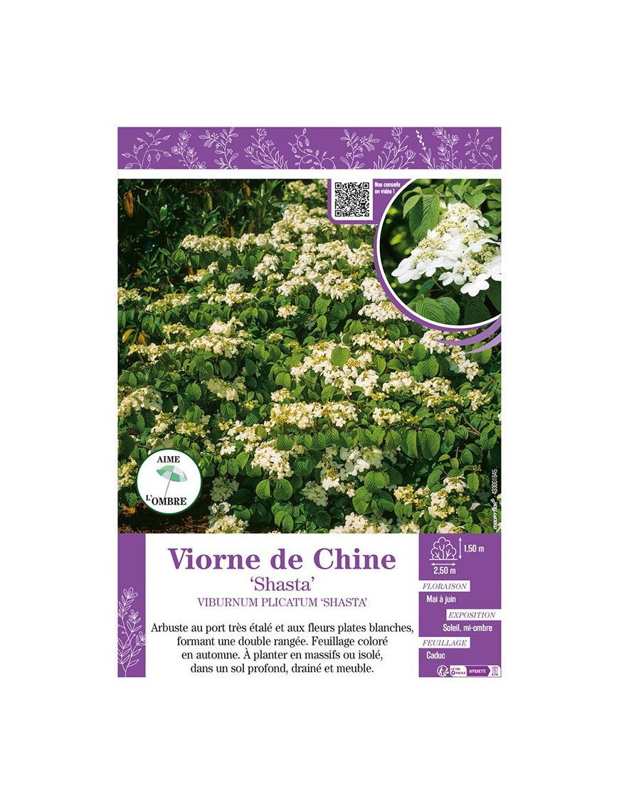 VIBURNUM PLICATUM SHASTA voir VIORNE DE CHINE