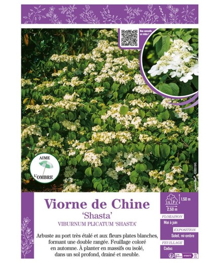 VIBURNUM PLICATUM SHASTA voir VIORNE DE CHINE