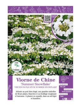 VIBURNUM PLICATUM SUMMER SNOWFLAKE voir VIORNE DE CHINE