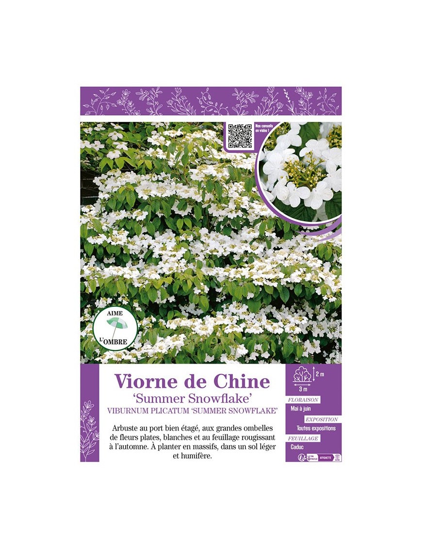 VIBURNUM PLICATUM SUMMER SNOWFLAKE voir VIORNE DE CHINE