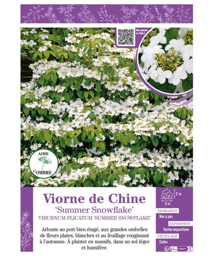 VIBURNUM PLICATUM SUMMER SNOWFLAKE voir VIORNE DE CHINE