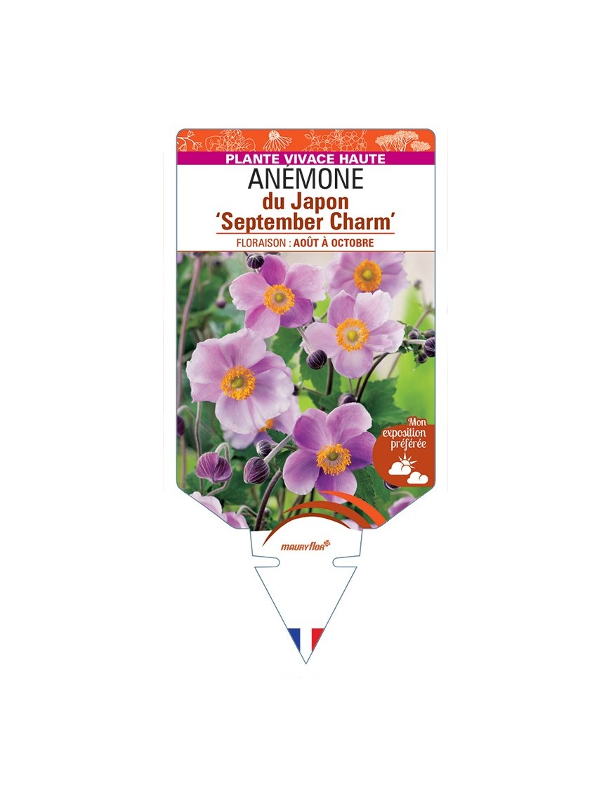 ANEMONE hupehensis September Charm voir Anémone du Japon