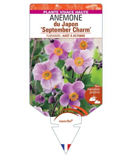 ANEMONE hupehensis September Charm voir Anémone du Japon