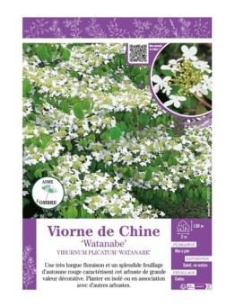 VIBURNUM PLICATUM WATANABE voir VIORNE DE CHINE