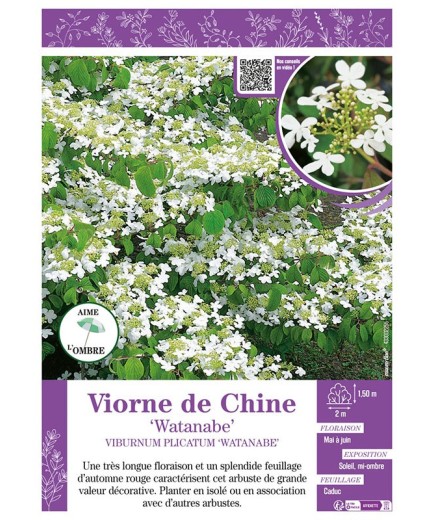 VIBURNUM PLICATUM WATANABE voir VIORNE DE CHINE