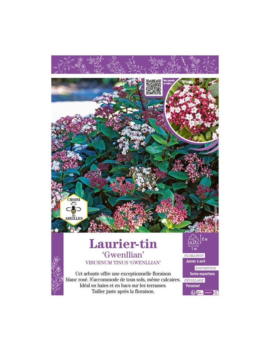 VIBURNUM TINUS GWENLLIAN voir LAURIER-TIN