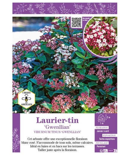 VIBURNUM TINUS GWENLLIAN voir LAURIER-TIN