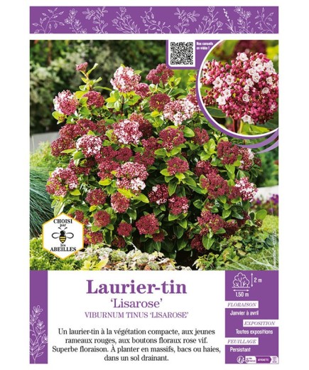 VIBURNUM TINUS LISAROSE voir LAURIER TIN