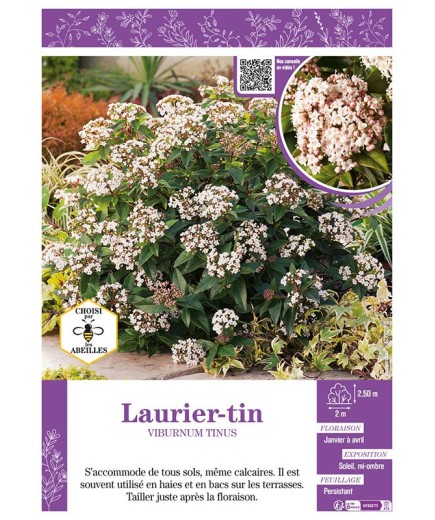VIBURNUM TINUS voir LAURIER-TIN