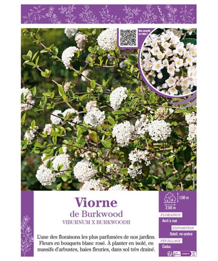 VIBURNUM X BURKWOODII voir Viorne de Burkwood