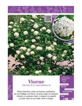 VIBURNUM X CARLCEPHALUM voir VIORNE