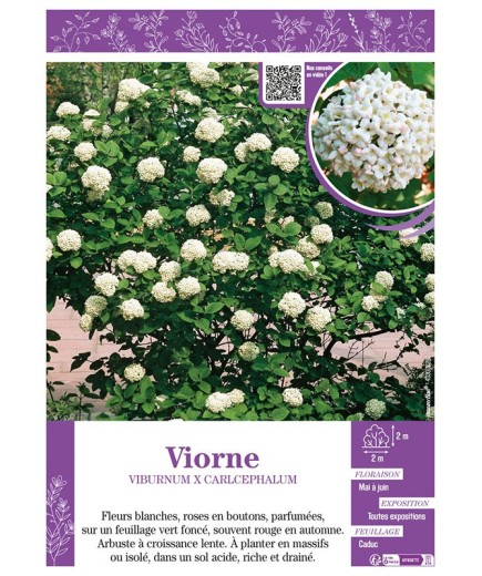 VIBURNUM X CARLCEPHALUM voir VIORNE