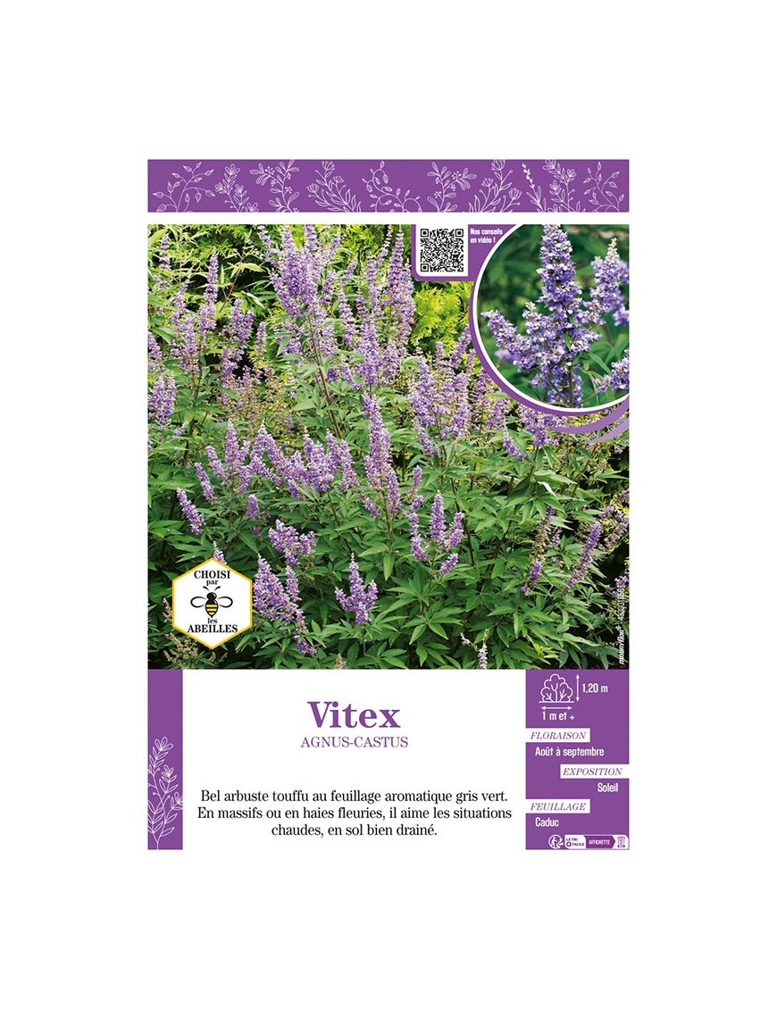VITEX AGNUS-CASTUS