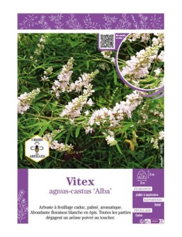 VITEX AGNUS-CASTUS ALBA (Gattilier)