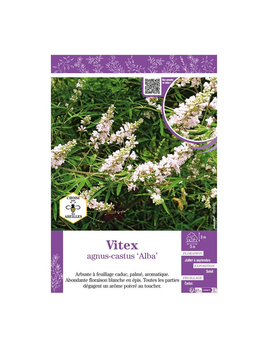 VITEX AGNUS-CASTUS ALBA (Gattilier)