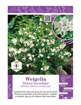 WEIGELIA BRISTOL SNOWFLAKE