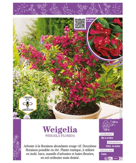 WEIGELIA FLORIDA (rouge)