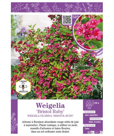 WEIGELA FLORIDA BRISTOL RUBY