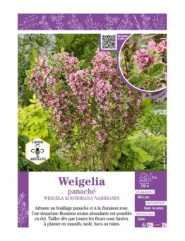 WEIGELIA PANACHÉ WEIGELA KOSTERIANA VARIEGATA