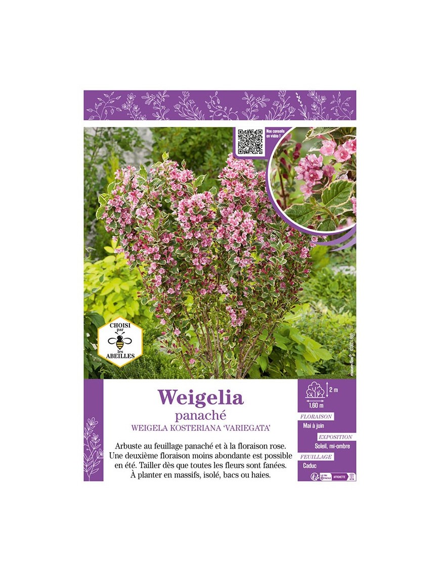WEIGELIA PANACHÉ WEIGELA KOSTERIANA VARIEGATA