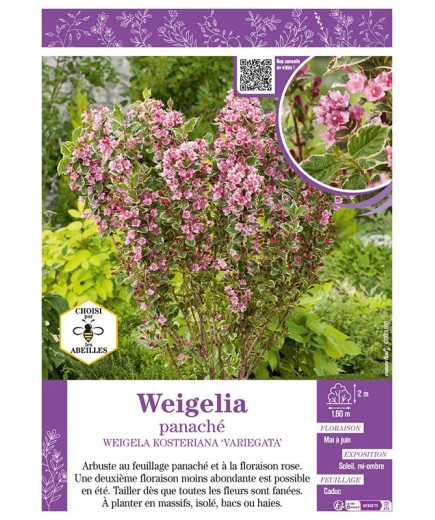 WEIGELIA PANACHÉ WEIGELA KOSTERIANA VARIEGATA
