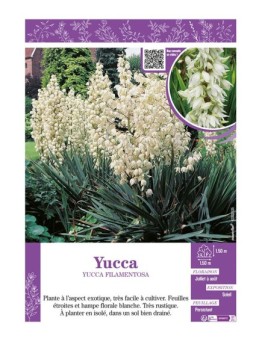 YUCCA FILAMENTOSA