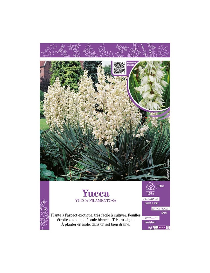 YUCCA FILAMENTOSA