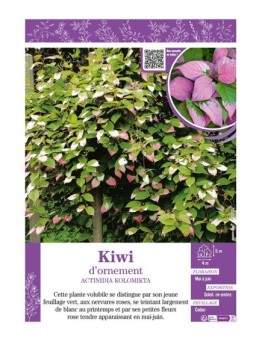 ACTINIDIA KOLOMIKTA voir KIWI D'ORNEMENT