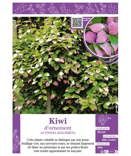 ACTINIDIA KOLOMIKTA voir KIWI D'ORNEMENT