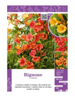 CAMPSIS (varié) voir BIGNONE