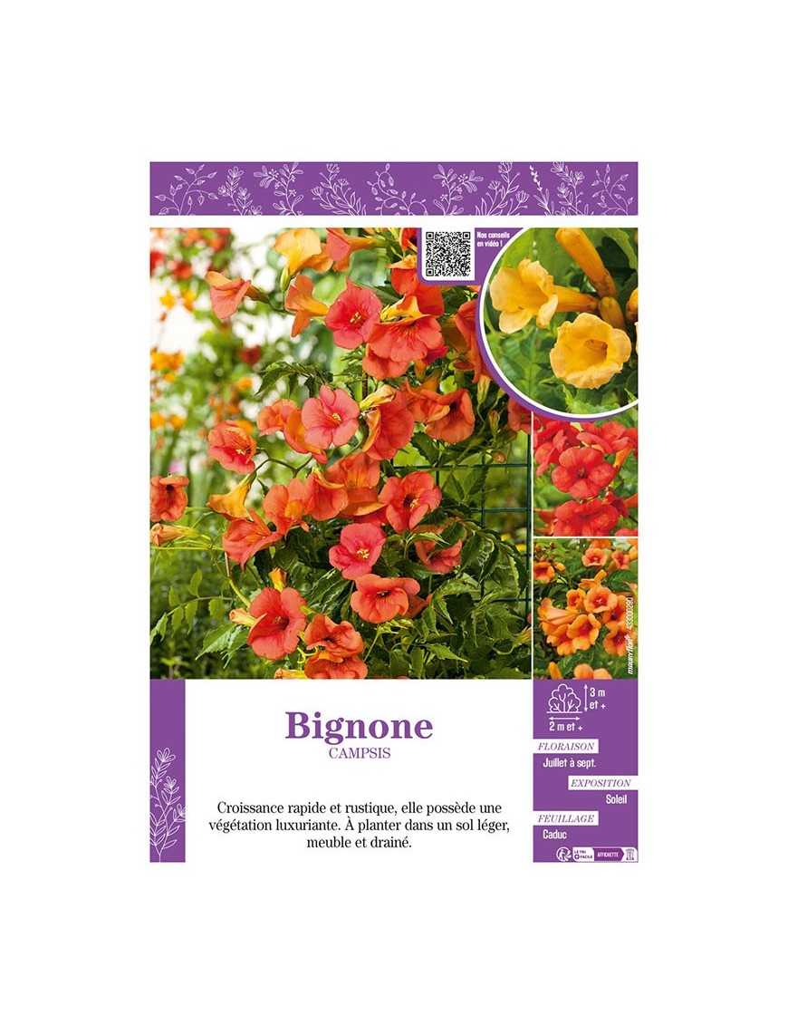 CAMPSIS (varié) voir BIGNONE