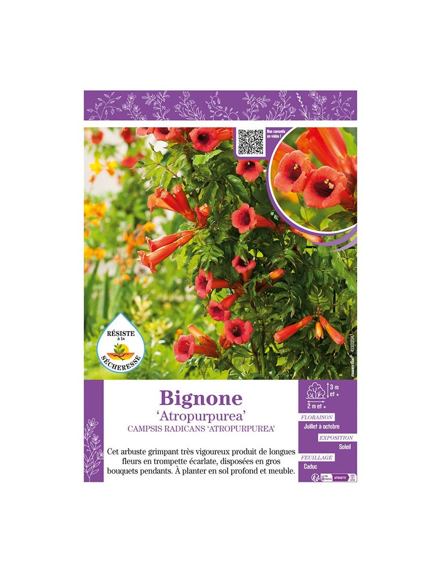 CAMPSIS RADICANS ATROPURPUREA voir BIGNONE