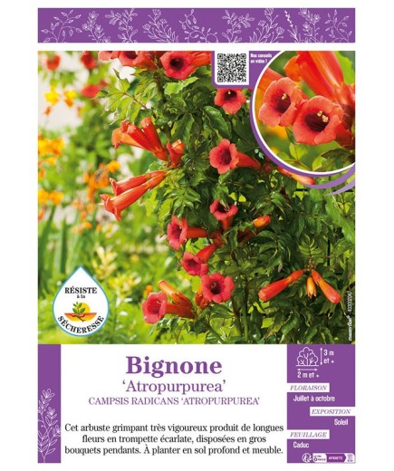 CAMPSIS RADICANS ATROPURPUREA voir BIGNONE