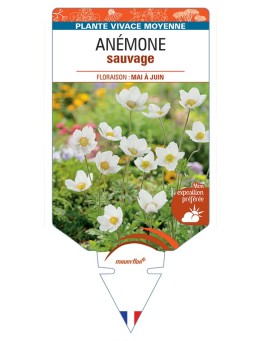 ANEMONE sylvestris voir Anémone sauvage