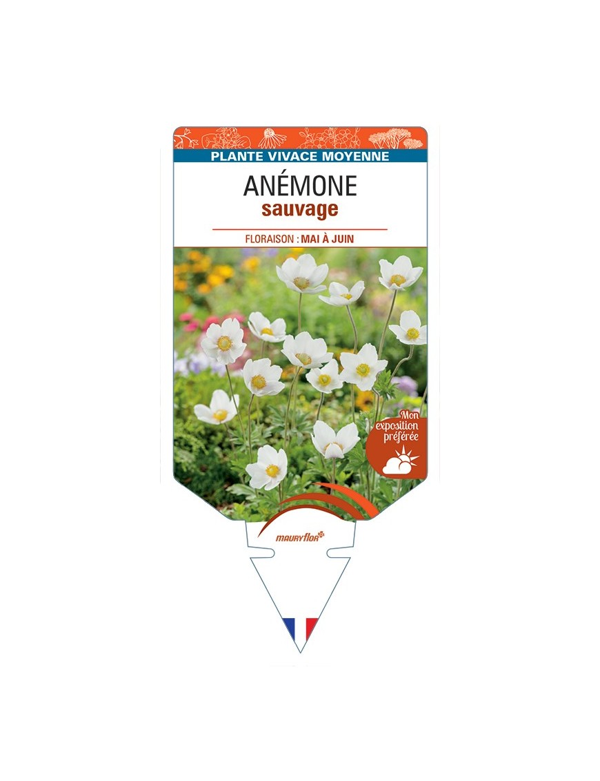 ANEMONE sylvestris voir Anémone sauvage