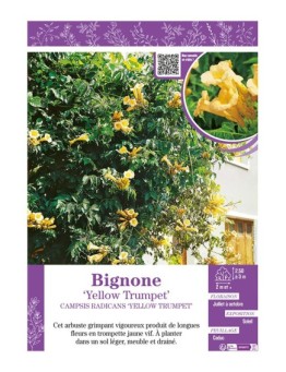 CAMPSIS RADICANS YELLOW TRUMPET voir BIGNONE