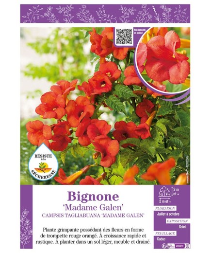 CAMPSIS TAGLIABUANA MADAME GALEN voir BIGNONE
