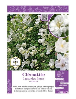 CLÉMATITE À GRANDES FLEURS (blanche)