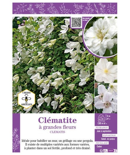 CLÉMATITE À GRANDES FLEURS (blanche)