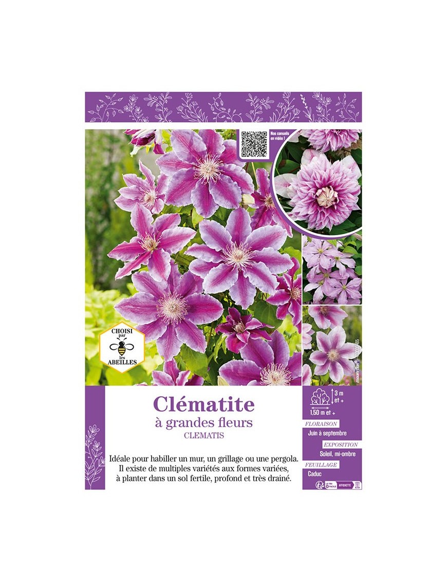 CLÉMATITE À GRANDES FLEURS (rose)