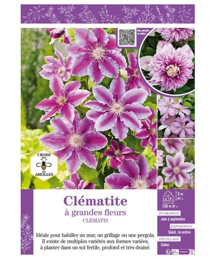 CLÉMATITE À GRANDES FLEURS (rose)