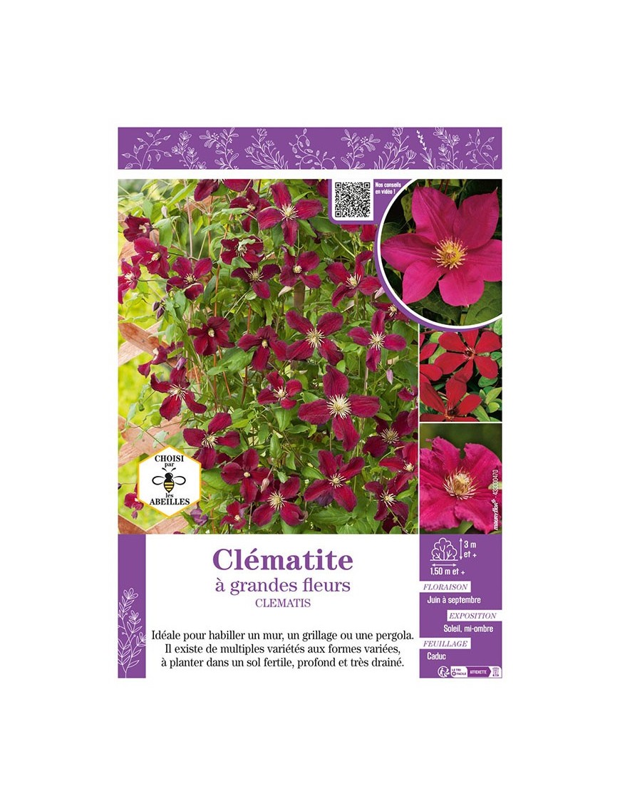 CLÉMATITE À GRANDES FLEURS (rouge)
