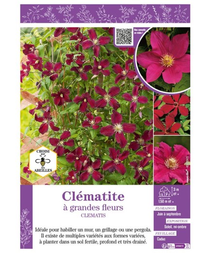 CLÉMATITE À GRANDES FLEURS (rouge)