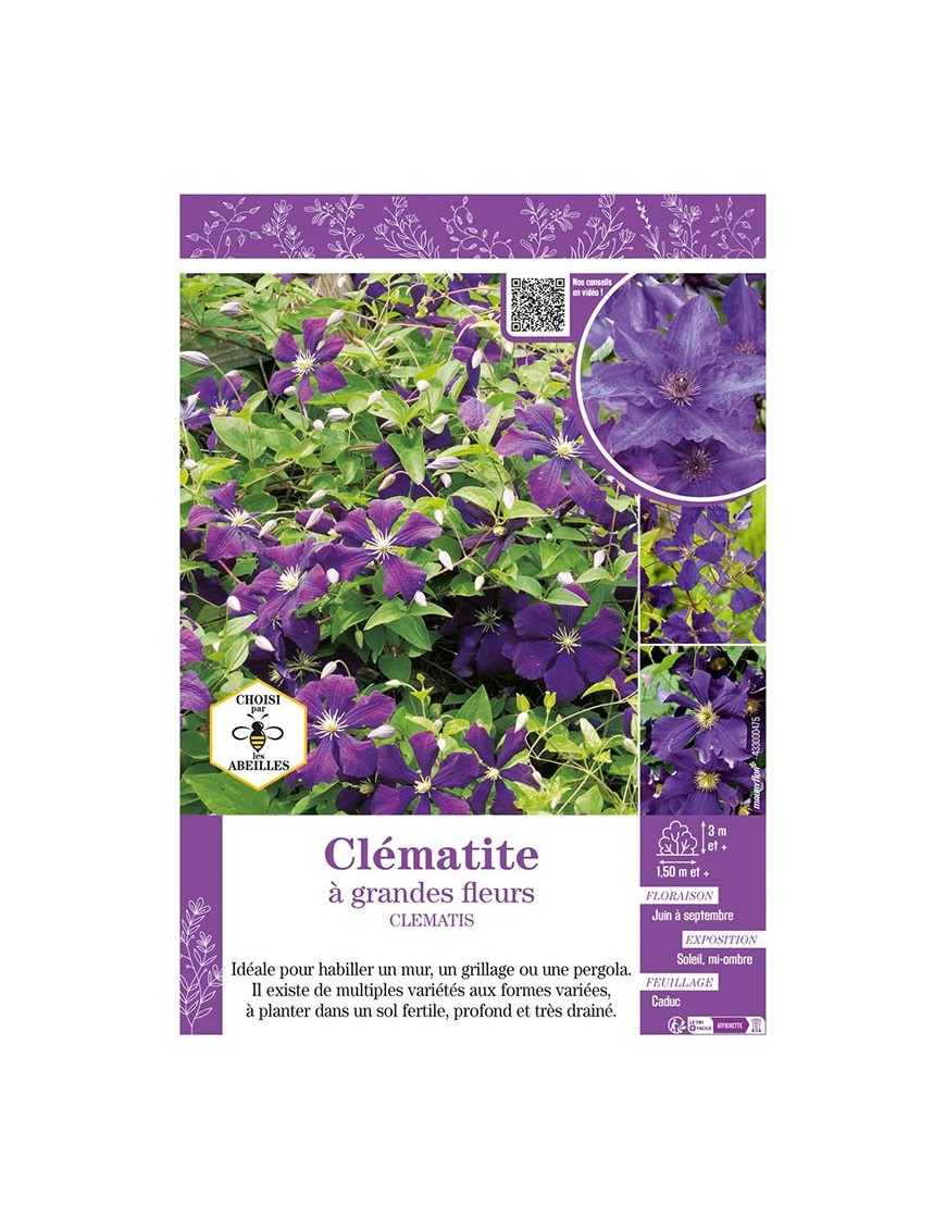 CLÉMATITE À GRANDES FLEURS (violet)