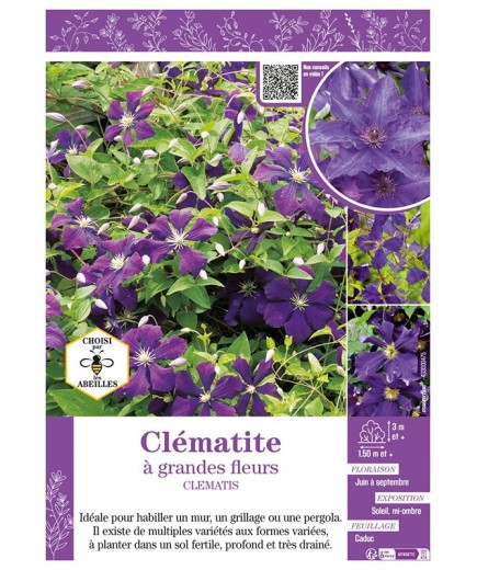 CLÉMATITE À GRANDES FLEURS (violet)