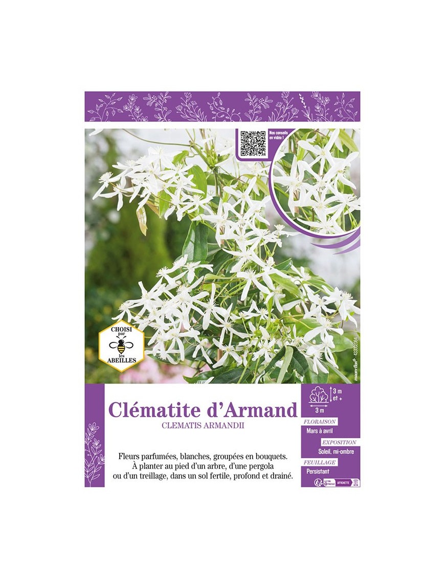 CLÉMATITE D'ARMAND