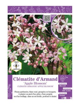 CLÉMATITE D'ARMAND APPLE BLOSSOM