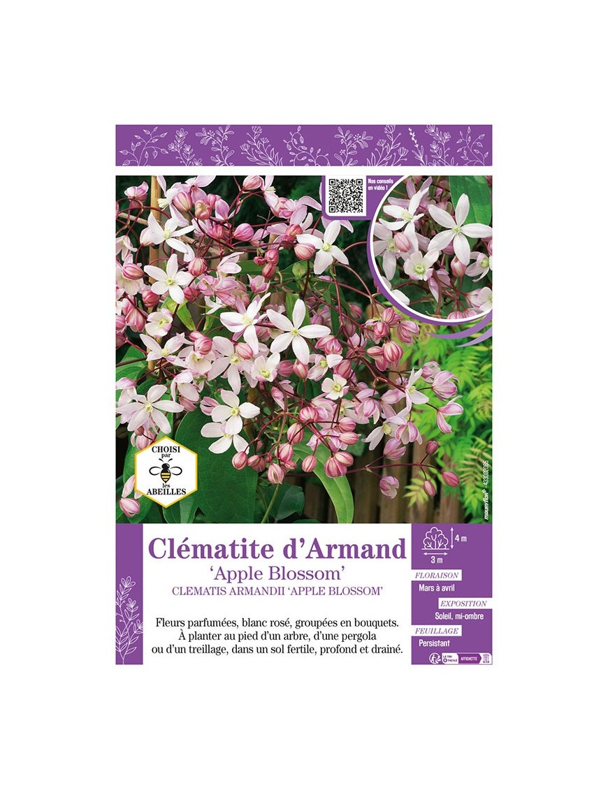 CLÉMATITE D'ARMAND APPLE BLOSSOM